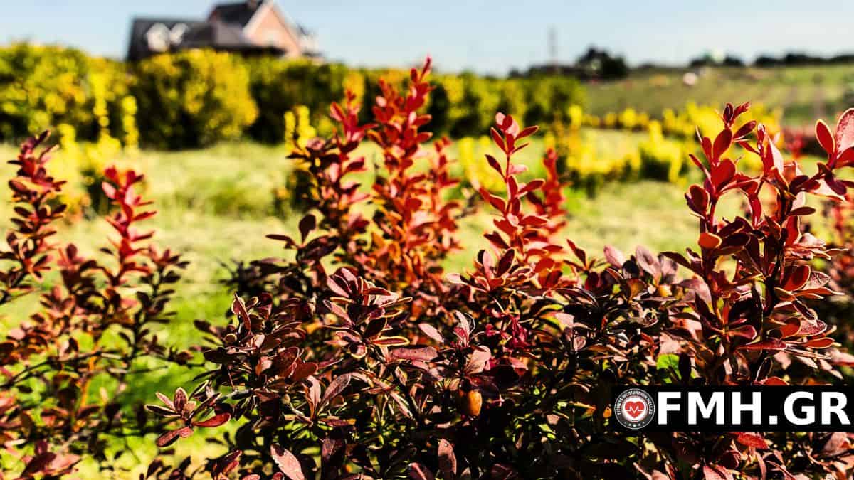 Βερβερίνη: Τι είναι, ιδιότητες, παρενέργειες, δοσολογία, ποιες τροφές την περιέχουν και πόσο βοηθάει στο αδυνάτισμα